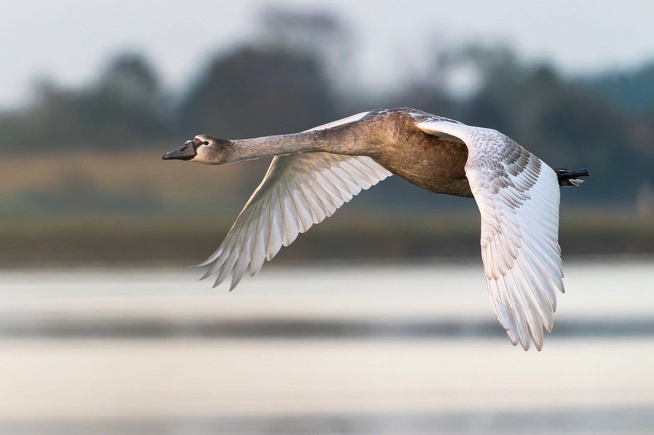 swan, bird, animal-8317602.jpg